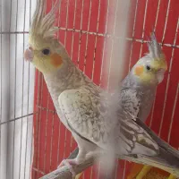 جوجه عروس هلندی .