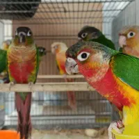 خرید و فروش گرینچیک سرلاکی و بالغ