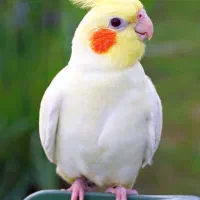 گمشده
