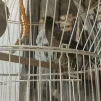 مینا و عروس هلندی