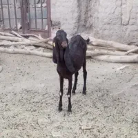 کیسه پاکستانی