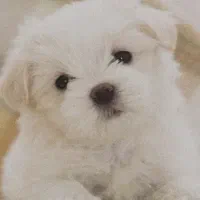 توله پاپی
