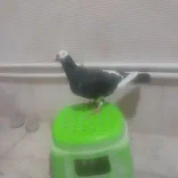 پلنگ. سیاه نر