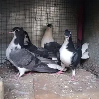 سیاپشاشت کاکلی
