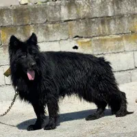 ژرمن شولاین بلک نر نگهبان ۲ سال کیفیت استثنایی