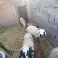 فروش دوتا بره نر