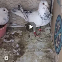 کبوتر المانی