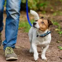 داگ واکر - پیاده روی با سگ