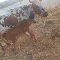 گاو داشتی با گوساله نر ۱ماهو نیم