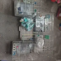 قفس قناری و سهره