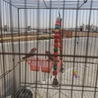 یک جفت فنچ