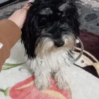 واگذاری سگ شبتزو