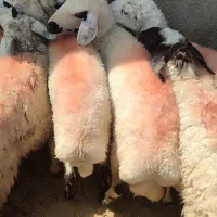 کاوردورگ