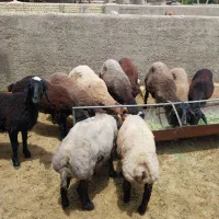 بره برای کشتار و بره برای داشت هترو