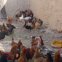 سلام تعداد مرغ و خروس به فروش می‌رسد