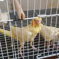 جوجه عروس هلندی سرلاکی