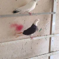 کبوتر زور دار