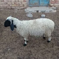 یک عدد بره نر