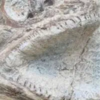 فسیل ماهی زیبا  مارملوک  کلپوک  زیبا سر اسب آبی