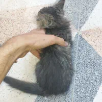گربه|گربه|اصفهان, فیض|دیوار