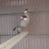 فنچ نرگسی مولد