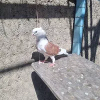 کبوتر