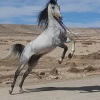 اسطبل پرورش اسب