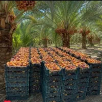 رطب چینی خانم