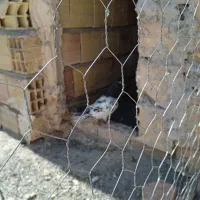 کفتر فروشی کله