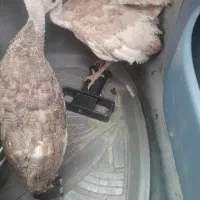 بوقلمون