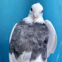 کفتر طوقی و پرشی