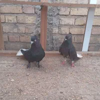 کبوتر زاغ دم سفید