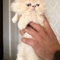 گربه نر دوماهه پرشین سوپرفلت