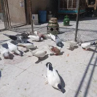 کبوتر تزئینی