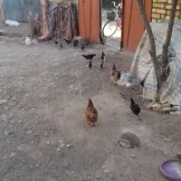 مرغ و جوجه