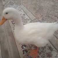 اردک تمیز و باهوش و سالم خانگی ۴ ماهه کاملا فهمیده