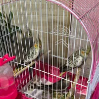 فروش جوجه عروس هلندی