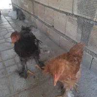 جوجه برهما پنج ماهه