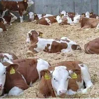 زیر نظر دامپزشکی گوساله بشرط سمینتال