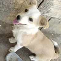 سگ اشپیز روباهی