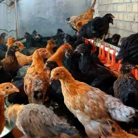 جوجه مرغ محلی گلپایگانی