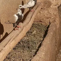 کبوترسوسکی