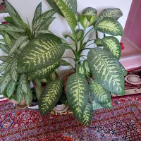 گل دیفن زیبا