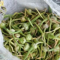 گل سیر