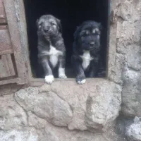 توله سرابی اصل