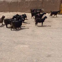 بز برای قربانی