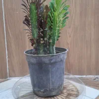 گل گلدون افوربیا