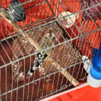 سهر ماد اماده