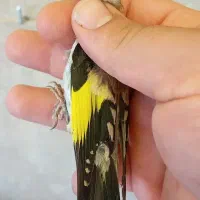 جوجه سهره نر عطیقه