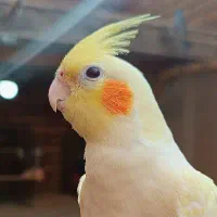 مرغ عروس.عروس هلندی کم سن